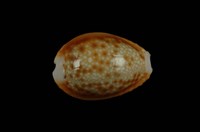 藏品(紅花寶螺)的圖片